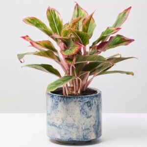 Green Pearl Succulent